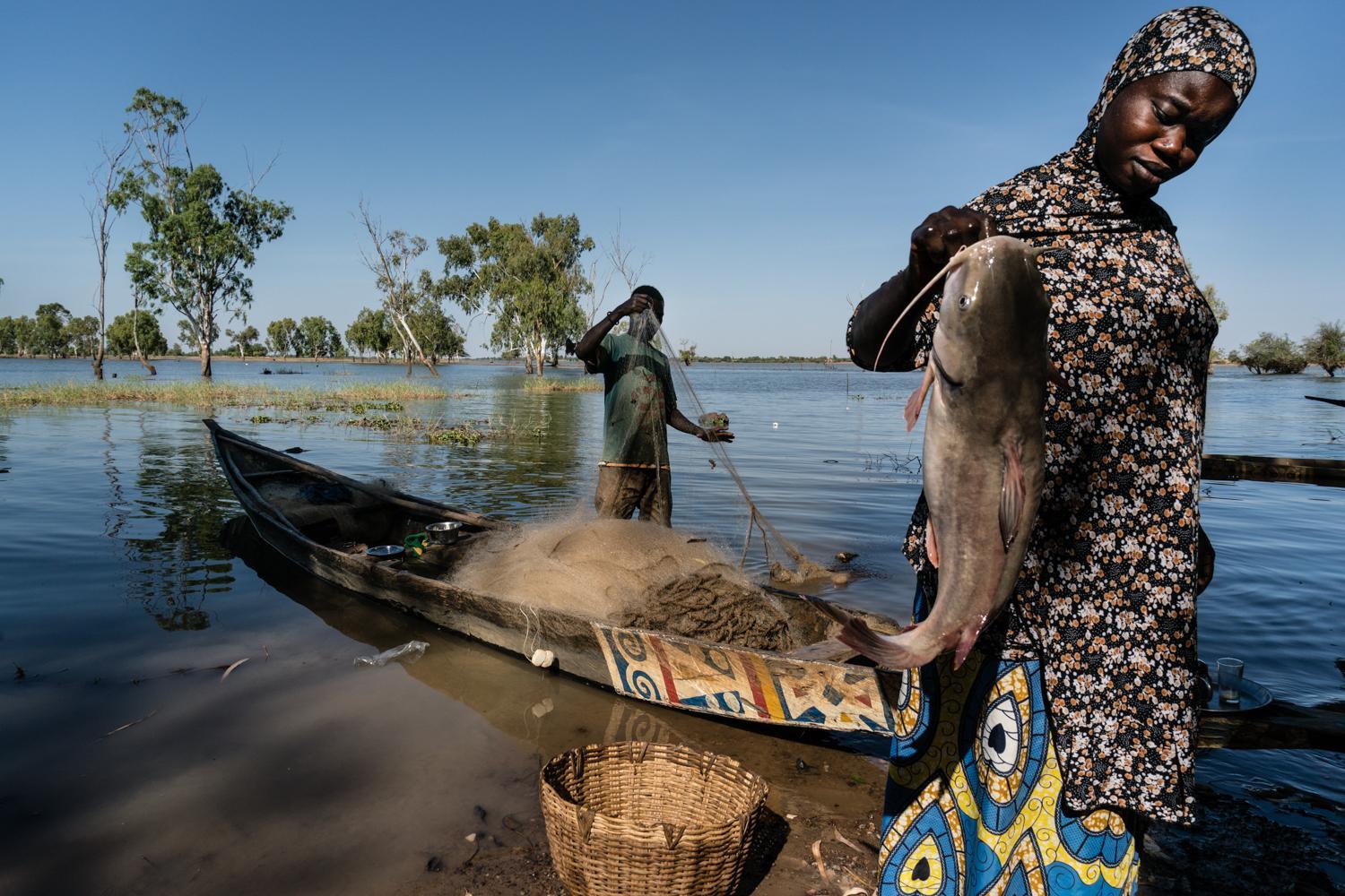 Evaluation finale du Projet d’Appui à la  Filière Halieutique (PAFHa) au Mali