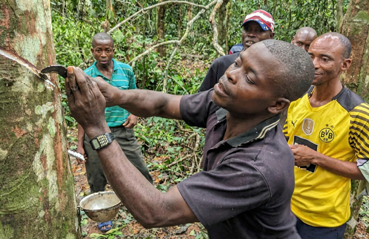 Évaluation du projet Neutralité Climatique, Conservation et Economie Verte à partir d’une filière Hévéa inclusive dans les territoires de Lomela et Lodja dans la Province du Sankuru