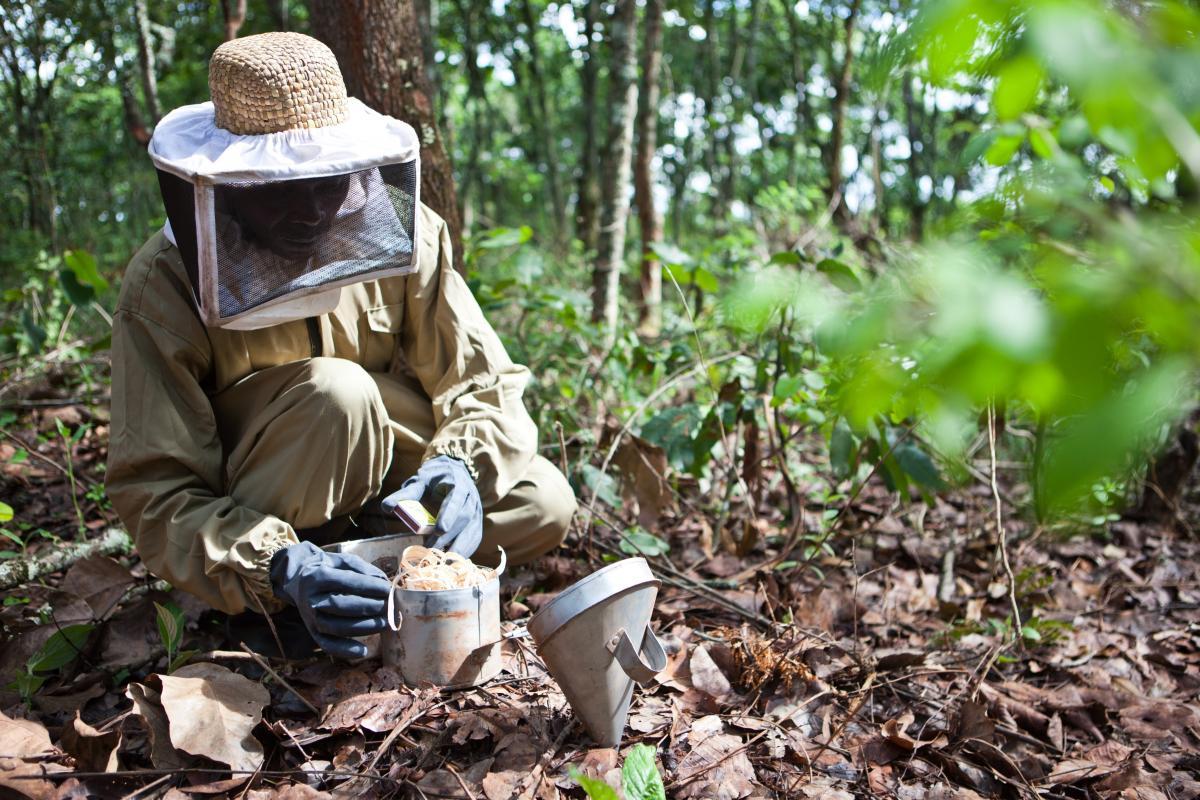 Beekeeping Value Chain Support (BEVAC) project