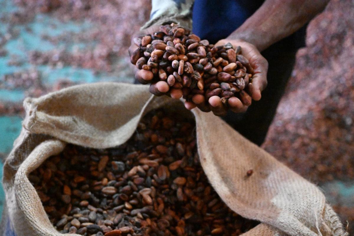 Projet de renforcement des capacités et de la durabilité des coopératives cacaoyères en Côte d'Ivoire (CACAO Durable)