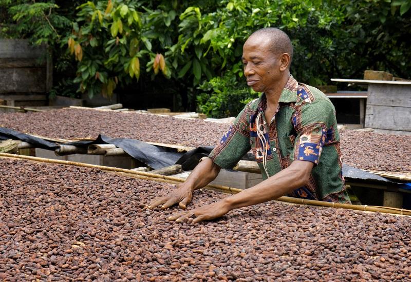 Renforcement des capacités et de la durabilité des coopératives cacaoyères en Côte d'Ivoire pour l'amélioration des conditions de vie de leurs membres-planteurs