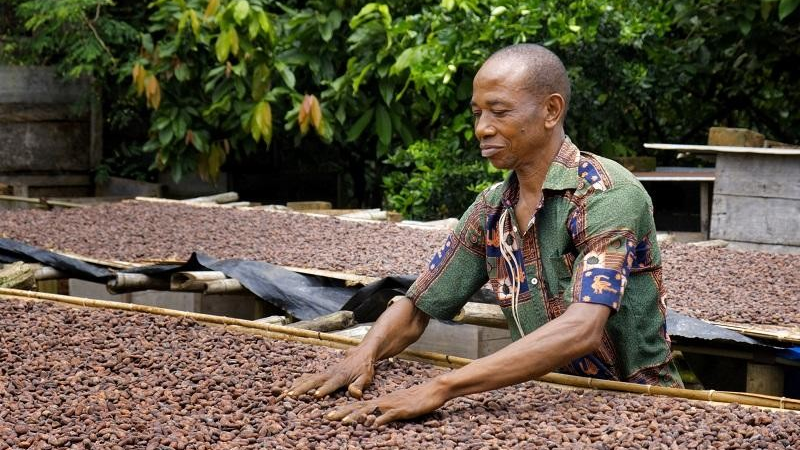 Renforcement des capacités et de la durabilité des coopératives cacaoyères en Côte d'Ivoire pour l'amélioration des conditions de vie de leurs membres-planteurs
