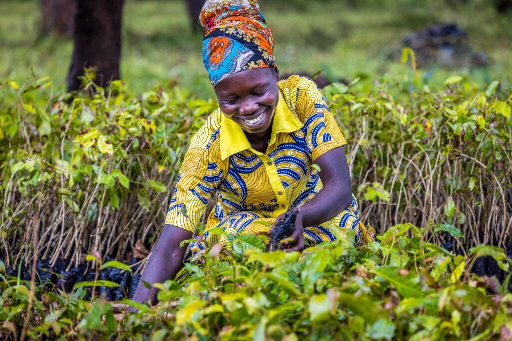 Programme Intégré REDD+ dans la province du Sud-Ubangi
