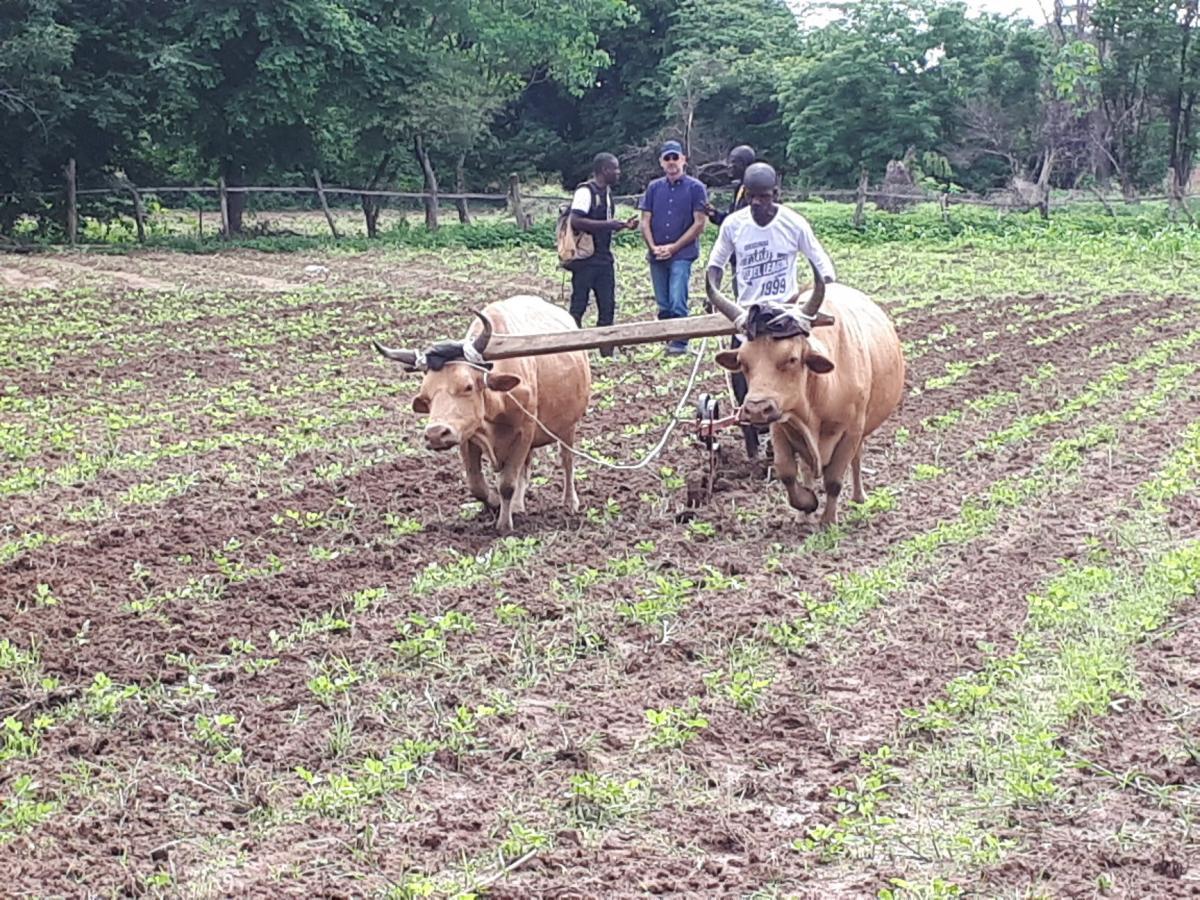 Appui au développement agricole dans la zone de Kindia-Mamou - DAKMA