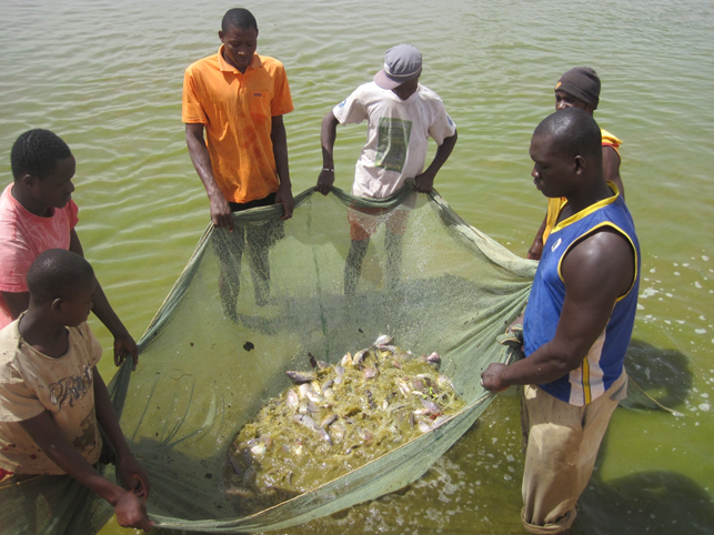 Projet de développement des filières aquacoles dans la région de Sikasso