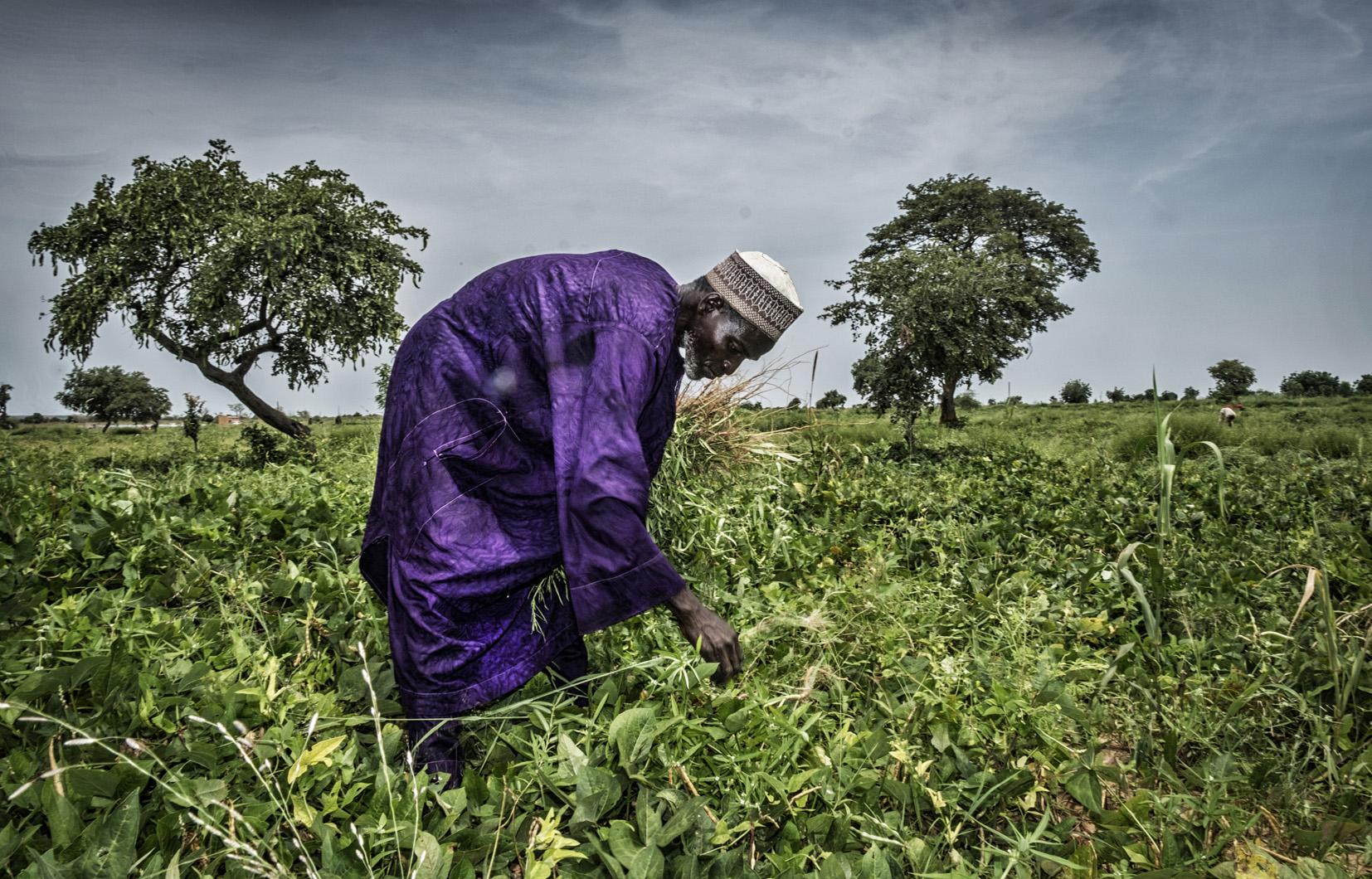 Projet de Recherche et Innovation pour des Systèmes agro-pastoraux productifs, résilients et sains en Afrique de l’Ouest
