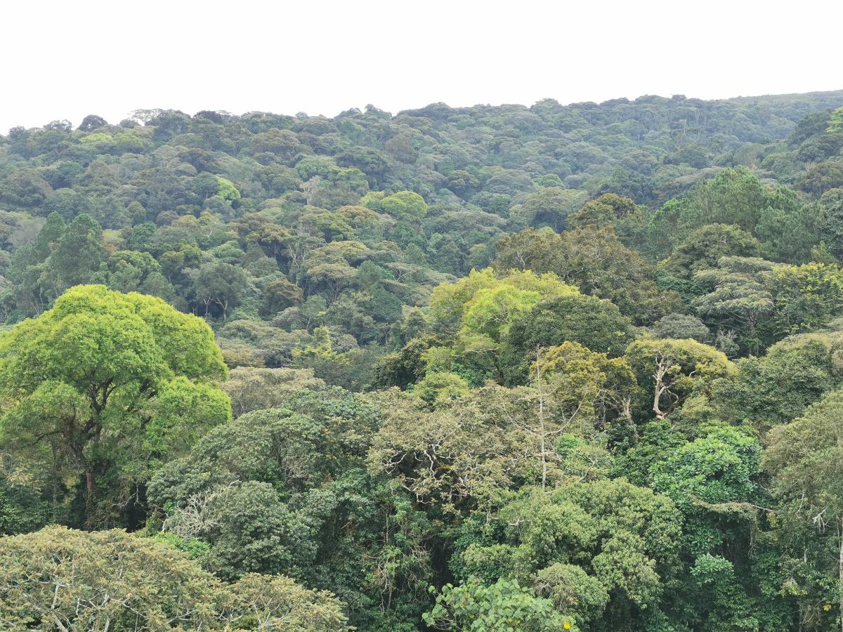 NaturAfrica – Nyungwe-Kibira Landscape Multi-country (Burundi, Rwanda)