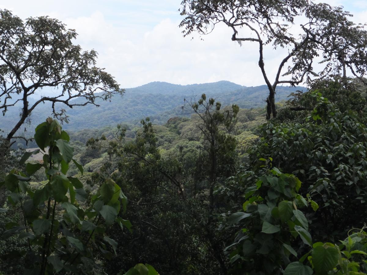 NaturAfrica – Nyungwe-Kibira Landscape Multi-country (Burundi, Rwanda)