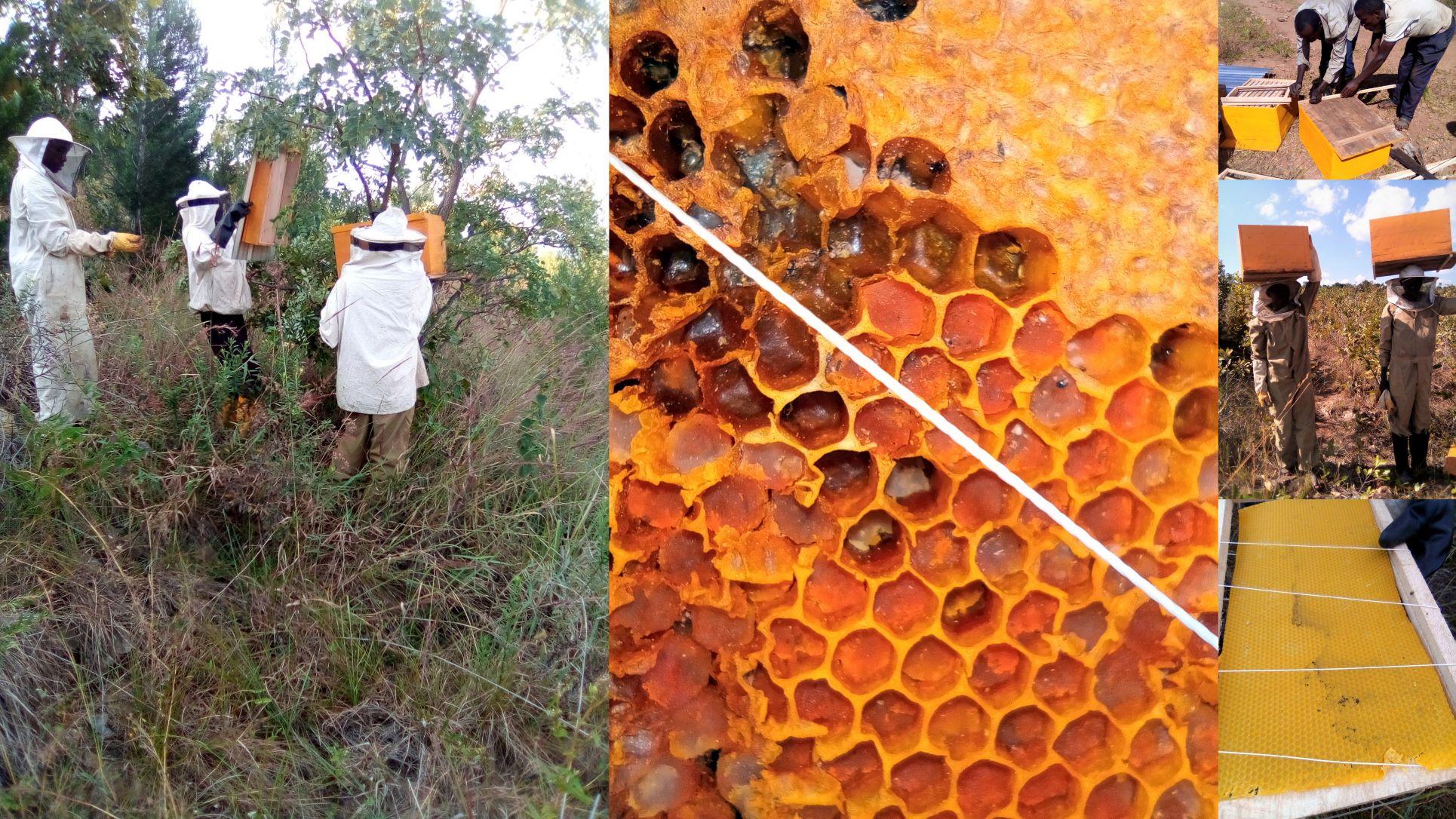Les GGF se lancent dans l’apiculture dans les provinces Ruyigi et Rutana