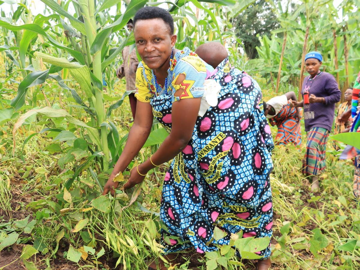  Reconstruire la résilience agricole : Comment le programme PAIOSA révolutionne l'agriculture au Burundi