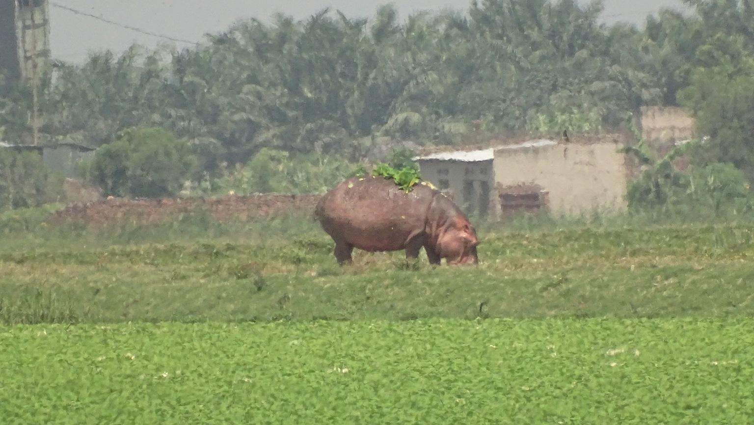Bujumbura – Quand les hippopotames et la laitue d’eau viennent compliquer la gestion de la station d’épuration des eaux usées !