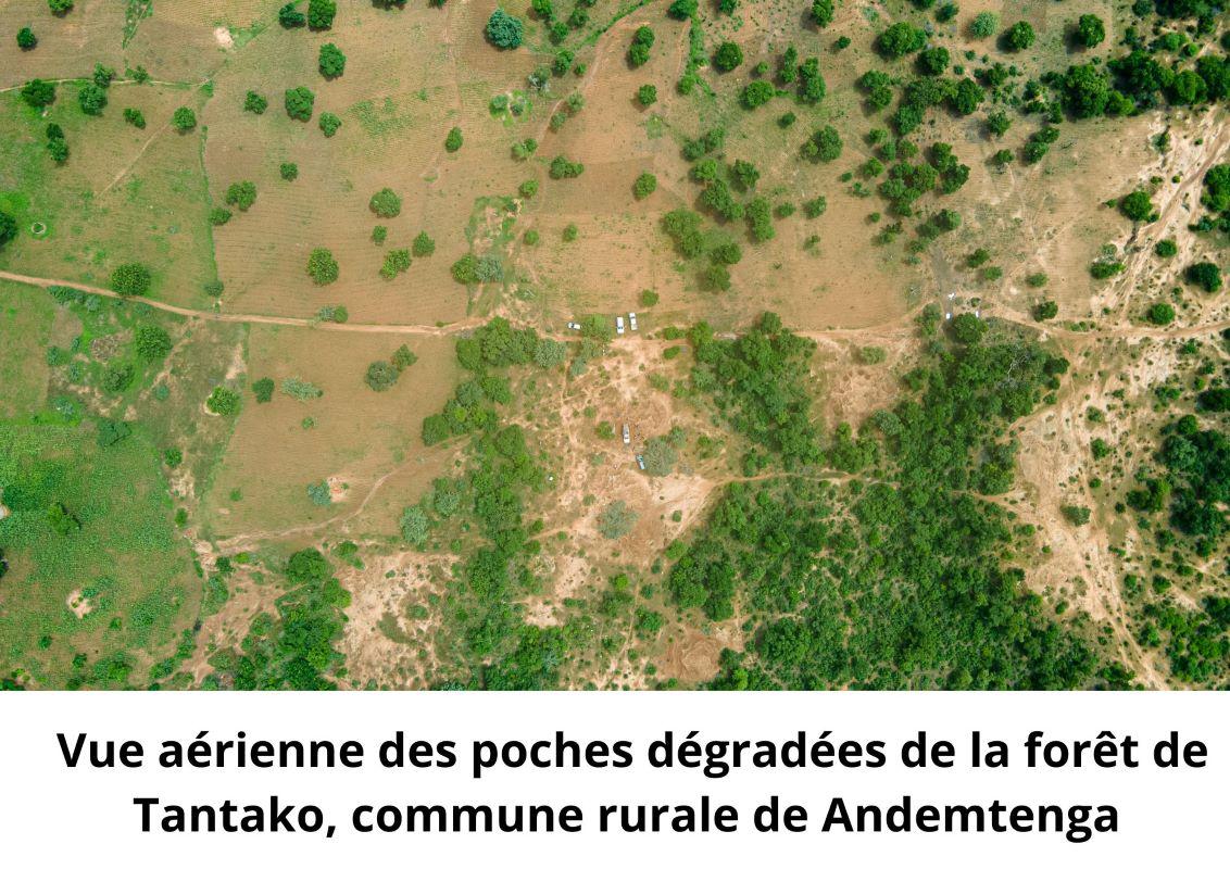 1000 pieds de deux espèces à PFNL mis en terre et protégés dans deux forêts villageoises des communes de Kando et Andemtenga