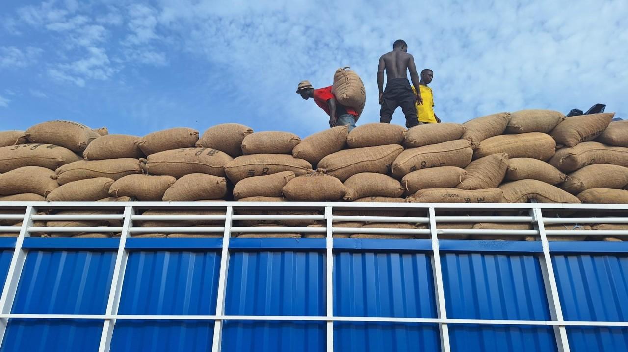 Au cœur des défis du cacao ivoirien : résilience et diversification chez Scoopanab
