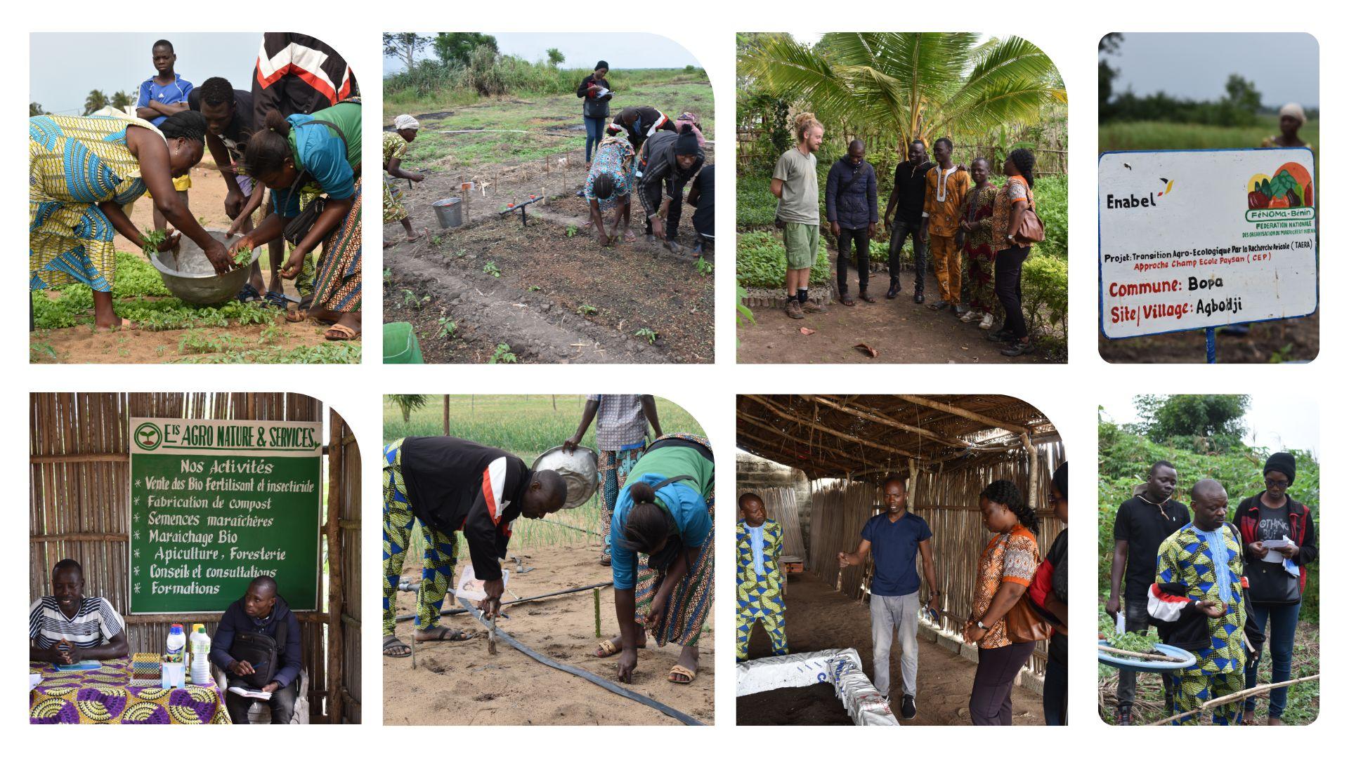 Bénin : 21 Champs-École Paysans (CEP) sur l’agroécologie installés dans les filières riz et maraîchage