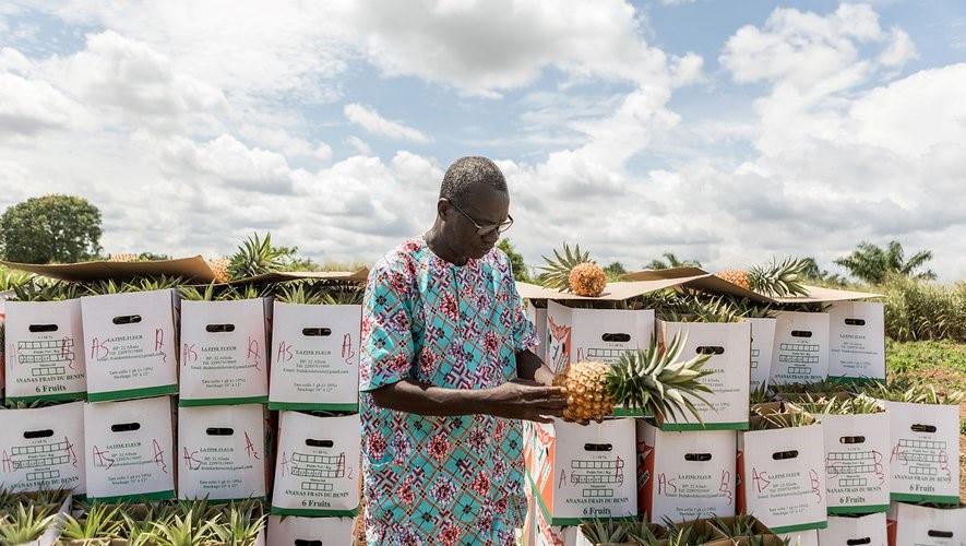 Accompagnement des exportateurs/trices de l’ananas du Bénin