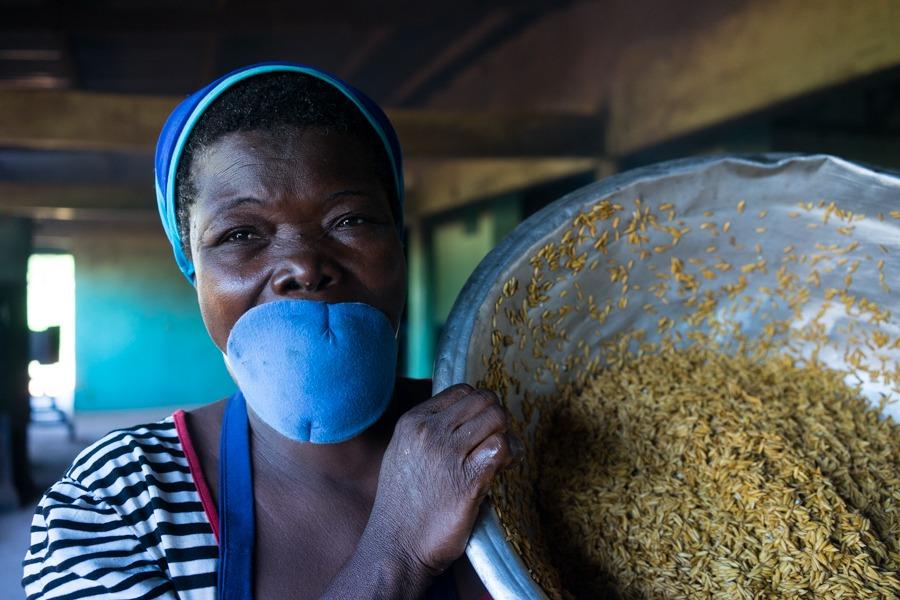 Au Bénin, Enabel accompagne la structuration des acteurs de la filière riz