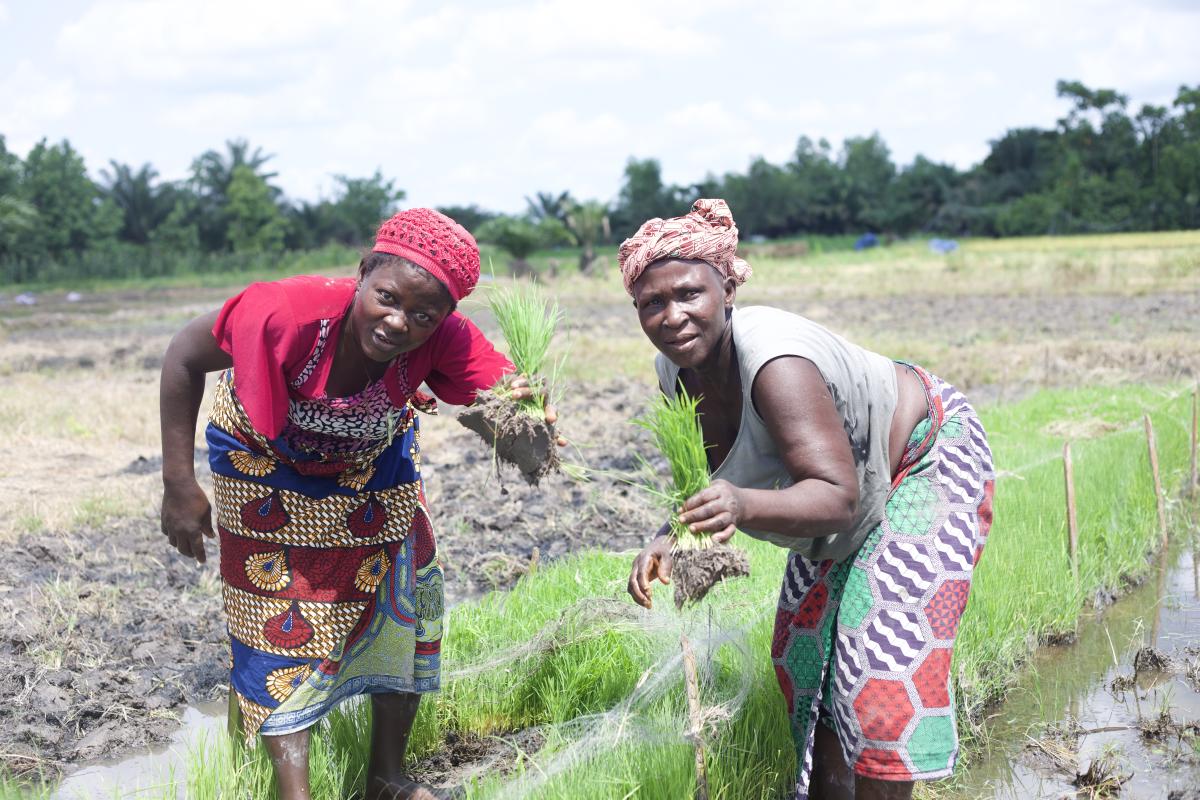 Mung bean et riz : une rotation culturale pour restaurer les sols et diversifier les revenus des riziculteurs