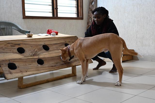 Cancer du sein : à Cotonou, des chiens domestiques entraînés ouvrent une piste de détection précoce