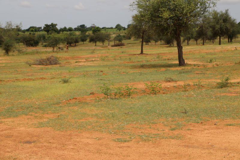 Récupération des terres dégradées au Burkina Faso : Enabel engrange de bons résultats grâce à l’ensemencement d’herbes adaptées aux besoins des populations 