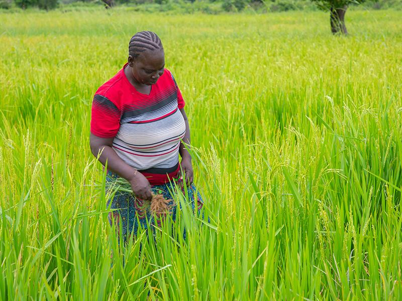 Du champ à la transformation : Enabel accompagne les filières agricoles pour renforcer la production.