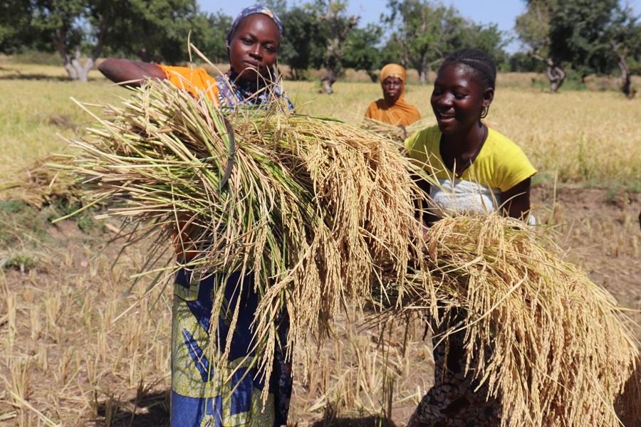 Les bas-fonds rizicoles aménagés avec le soutien d’Enabel au Burkina Faso donnent de bons rendements
