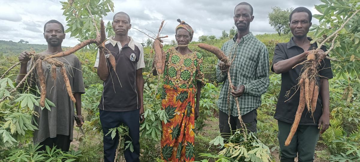 Les Champs Écoles Paysans de Kabinda : Une Récolte Prometteuse de Maniocs grâce à l'Amélioration des Pratiques Agricoles