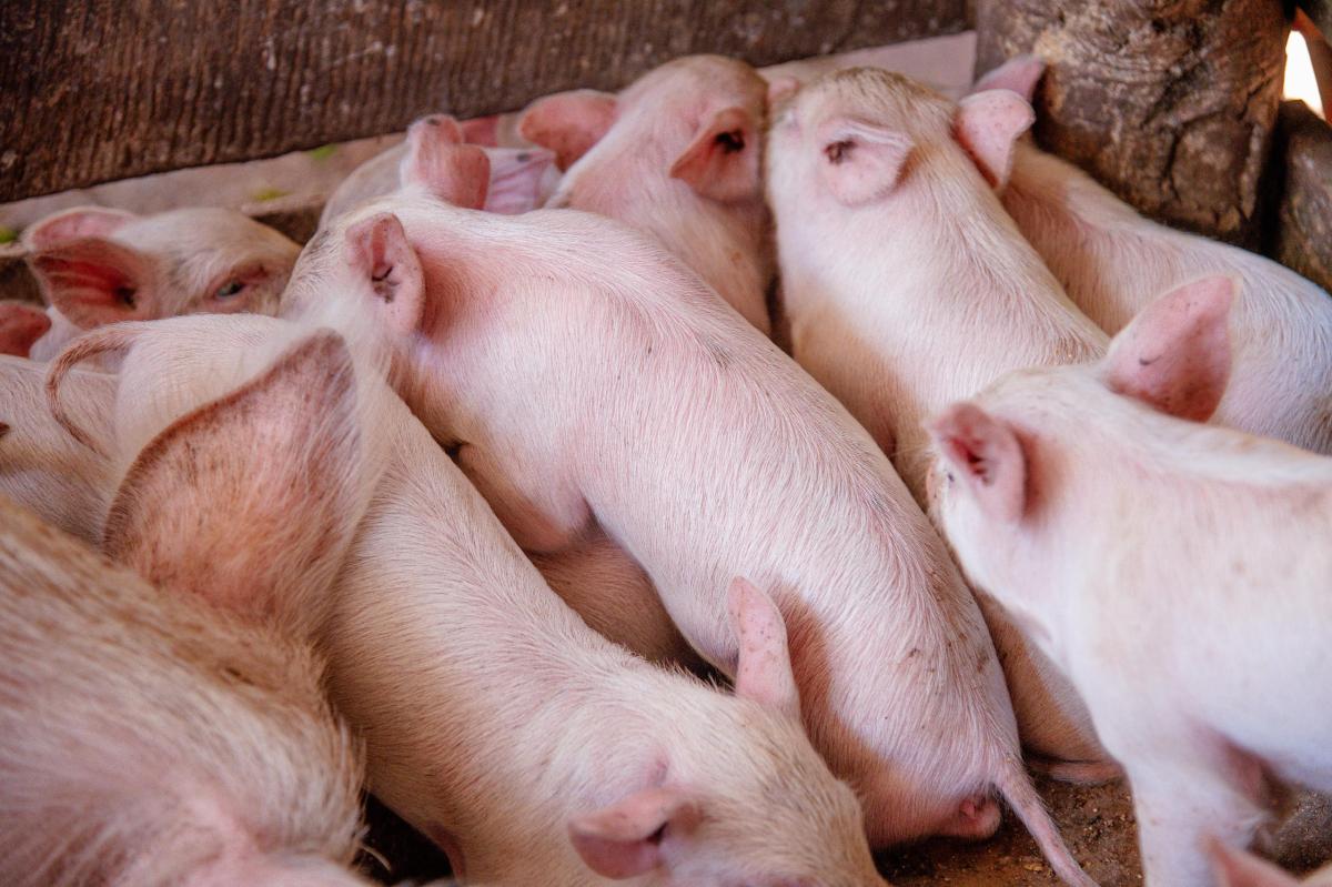 L’élevage porcin, moteur de développement local à Ngandajika L’élevage porcin, moteur de développement local à Ngandajika