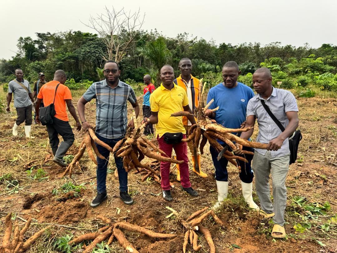 Agriculture au Sud-Ubangi : des résultats prometteurs pour la culture du manioc à Gwaka