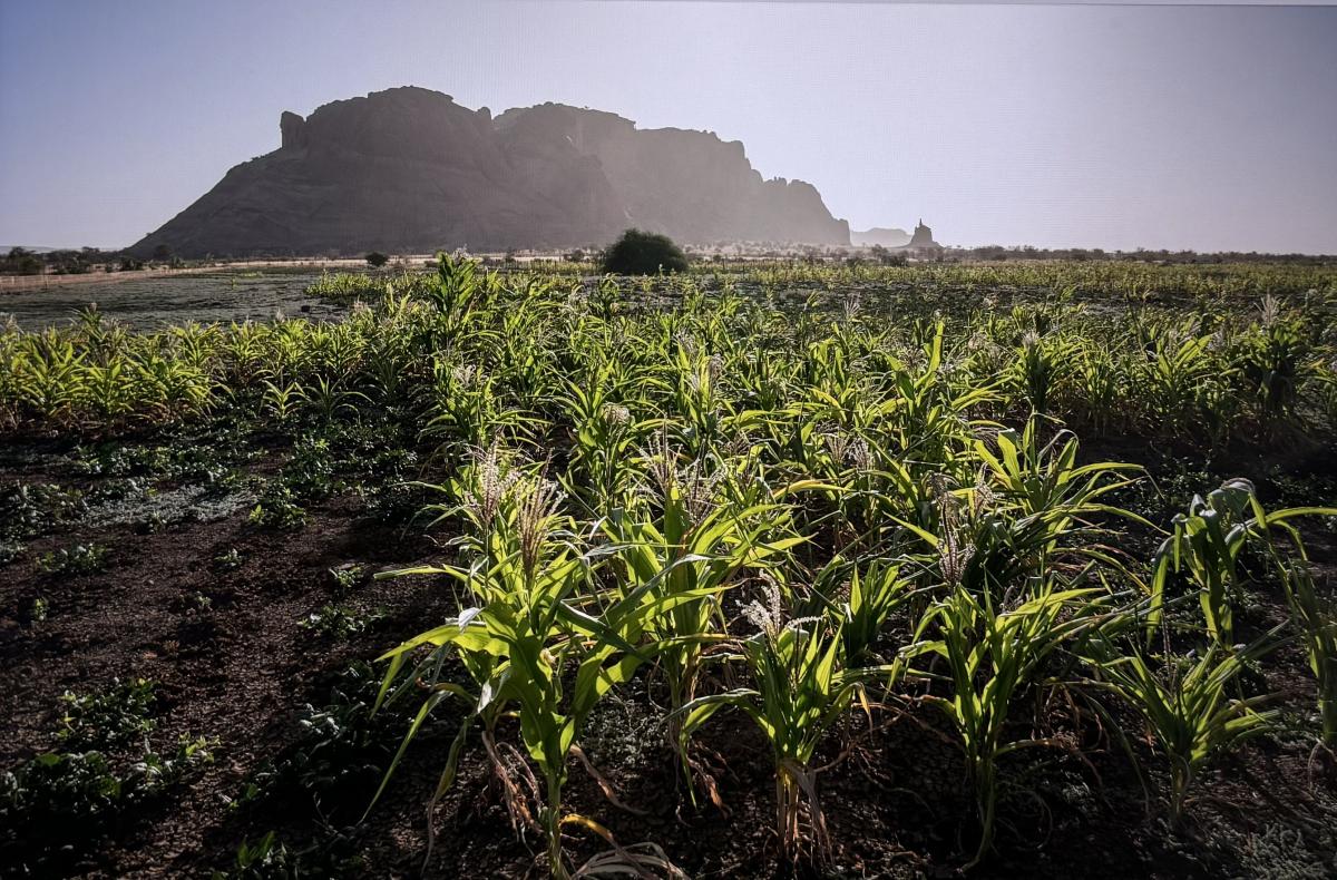 Rimdir : Les Avantages de Ses Infrastructures pour les Agropasteurs du Sud Mauritanien et la Sécurité Alimentaire