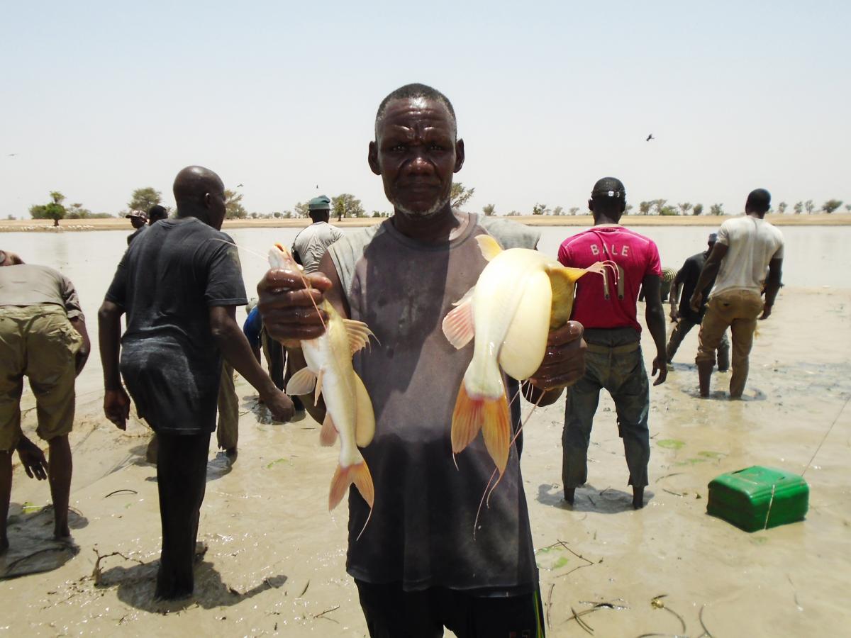 Récolte des fruits de la pisciculture Communautaire au Mali 