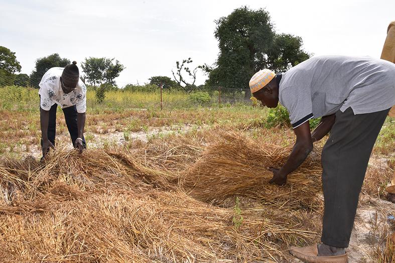 Au Mali, les paysans expérimentent les mesures d'adaptation au changement climatique