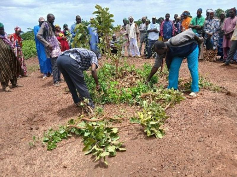 Renforcer les capacités des COFOVs, c’est renforcer le leadership dans la gestion foncière environnementale