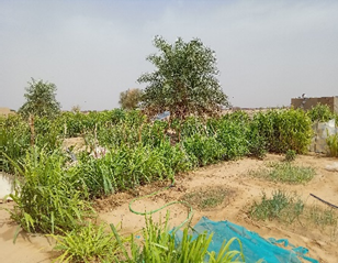 Mauritanie: expérience réussie pour le premier périmètre maraicher du village de N'Guiya