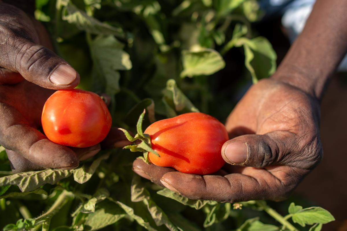 Un souffle de durabilité pour l’agriculture et l’élevage en Mauritanie.