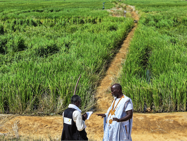 En Mauritanie: Valoriser la terre, nourrir les générations I