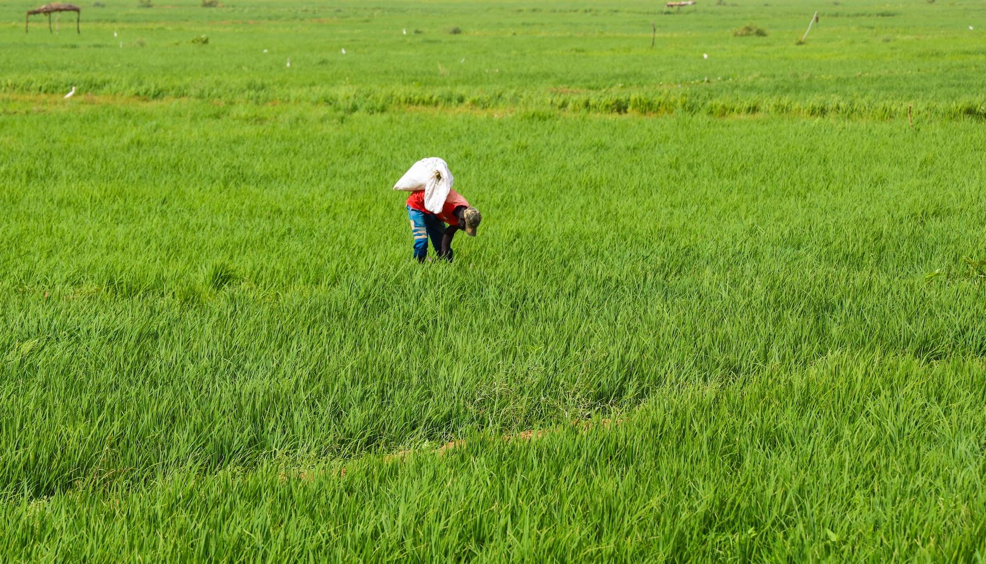 En Mauritanie: Appui à la filière riz