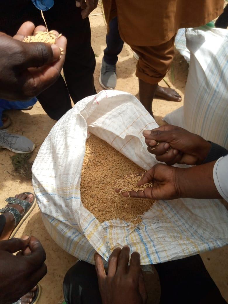 En Mauritanie:  formation des facilitateurs de la filière riz à Tekane 