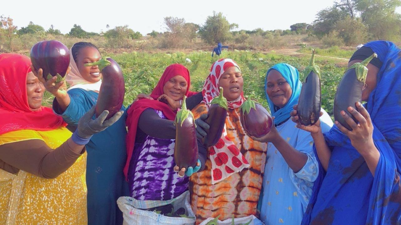 Quand l’innovation locale devient un levier concret de transformation agricole en Mauritanie