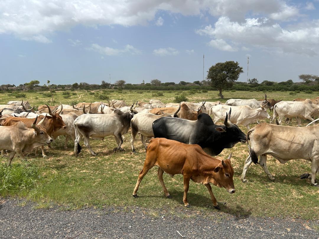 PRADEP-AOS Couloir Ouest : l’équipe réunie à Dakar pour planifier les activités à venir