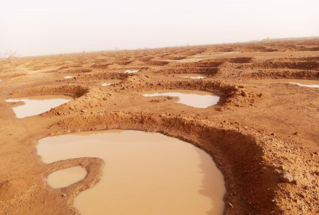 Restauration des aires de pâturage au Niger 