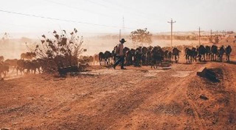 Au Niger, le projet PRISMA appuie une initiative pour préserver l’élevage au Sahel