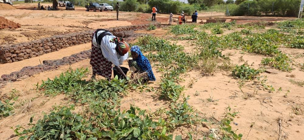 Niger : le koris de Ouallam, un espace maraîcher transformé grâce au projet ASYPON/GMV
