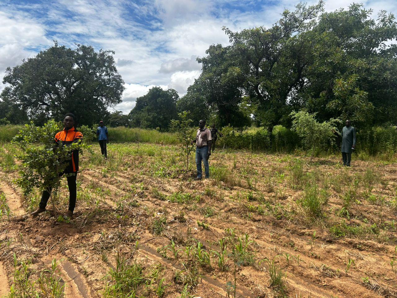 Des plateformes d’innovation pour renforcer la résilience climatique au Sahel