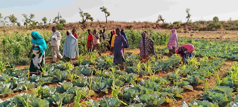 Niger : des Champs-Écoles Agropastoraux (CEAP) pour former les ruraux à l’Agroécologie