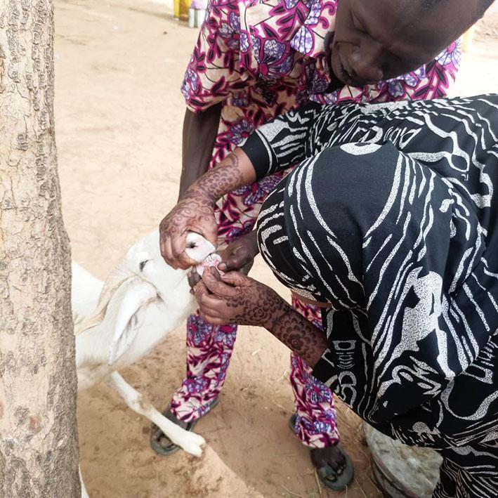 Au Niger, Enabel soutient l'enseignement technique dans les filières de l'élevage