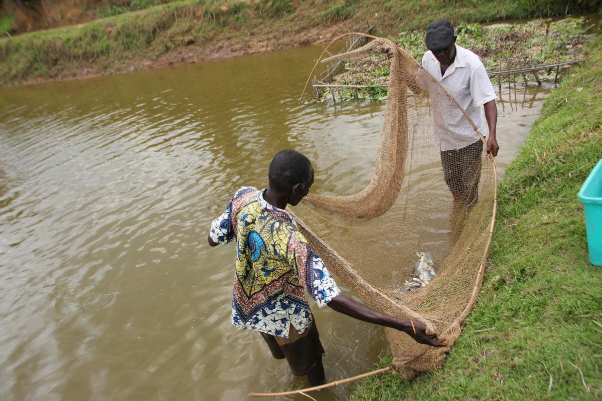 Le PRODADEKK au cœur de la rentabilité économique de la pisciculture familiale à Masi-Manimba