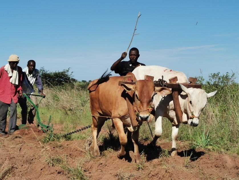 La redynamisation de la culture attelée par la traction bovine dans la province de Lomami : des porteurs de projet du territoire de Ngandajika reçoive