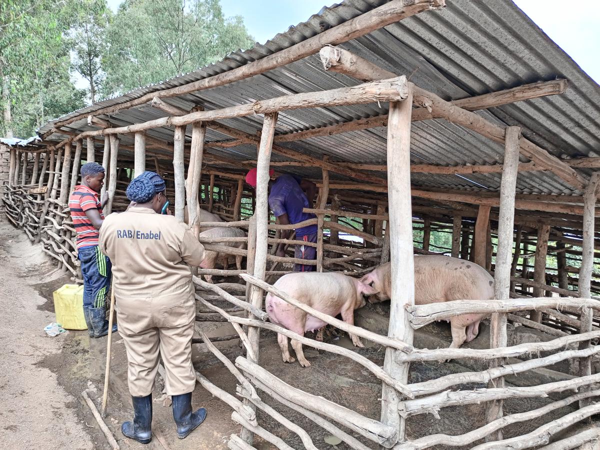 Livestock Farmer Field School, path to business-oriented farming