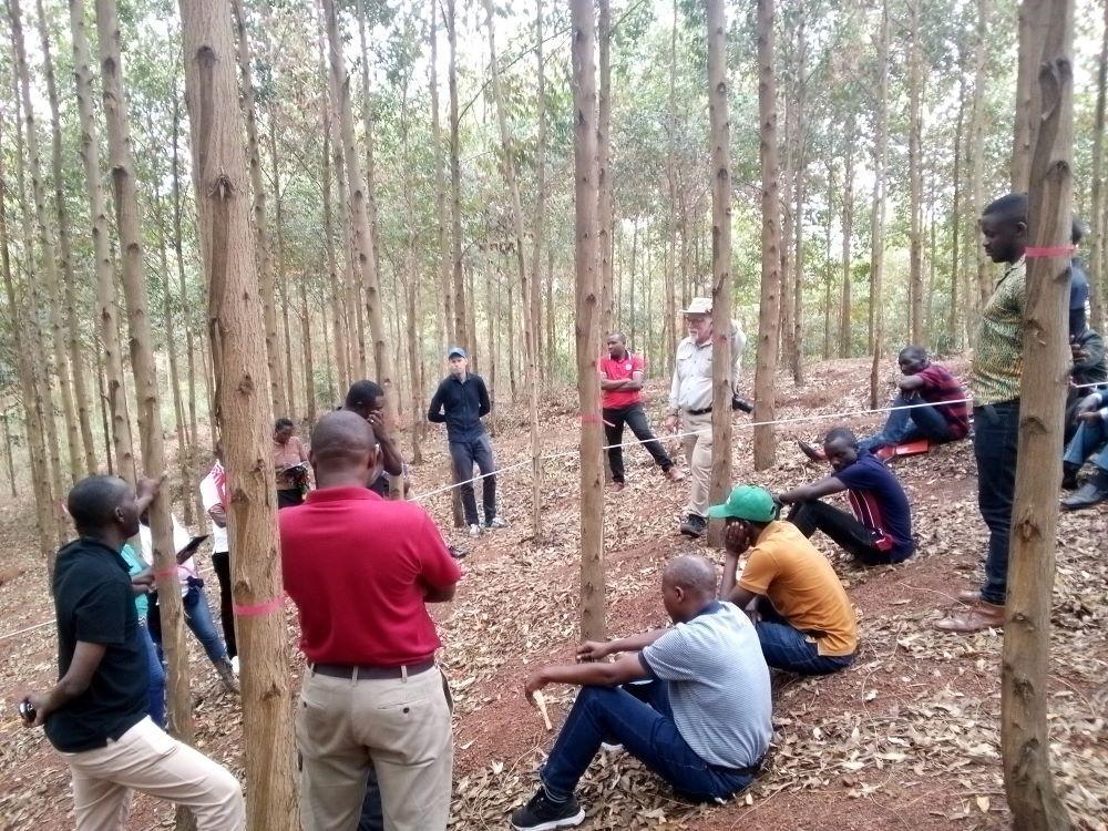 Rwanda: Thinning action for a sustainable forest management