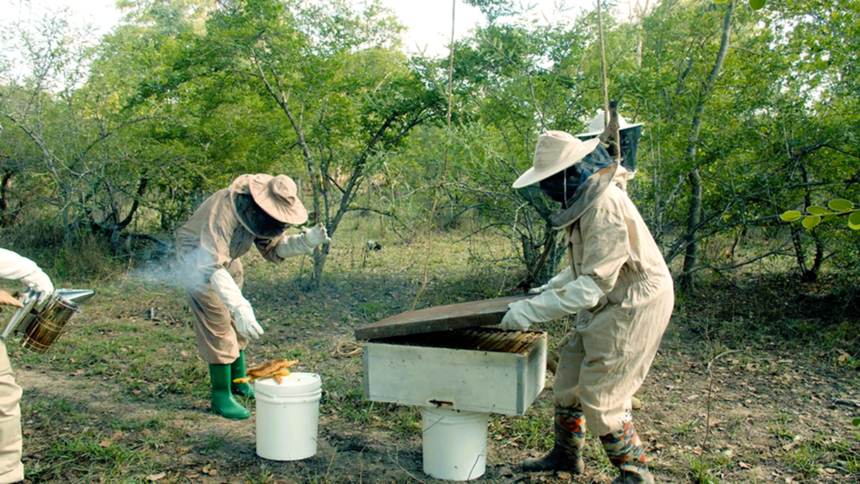 Understand the Beekeeping Value Chain in Tanzania